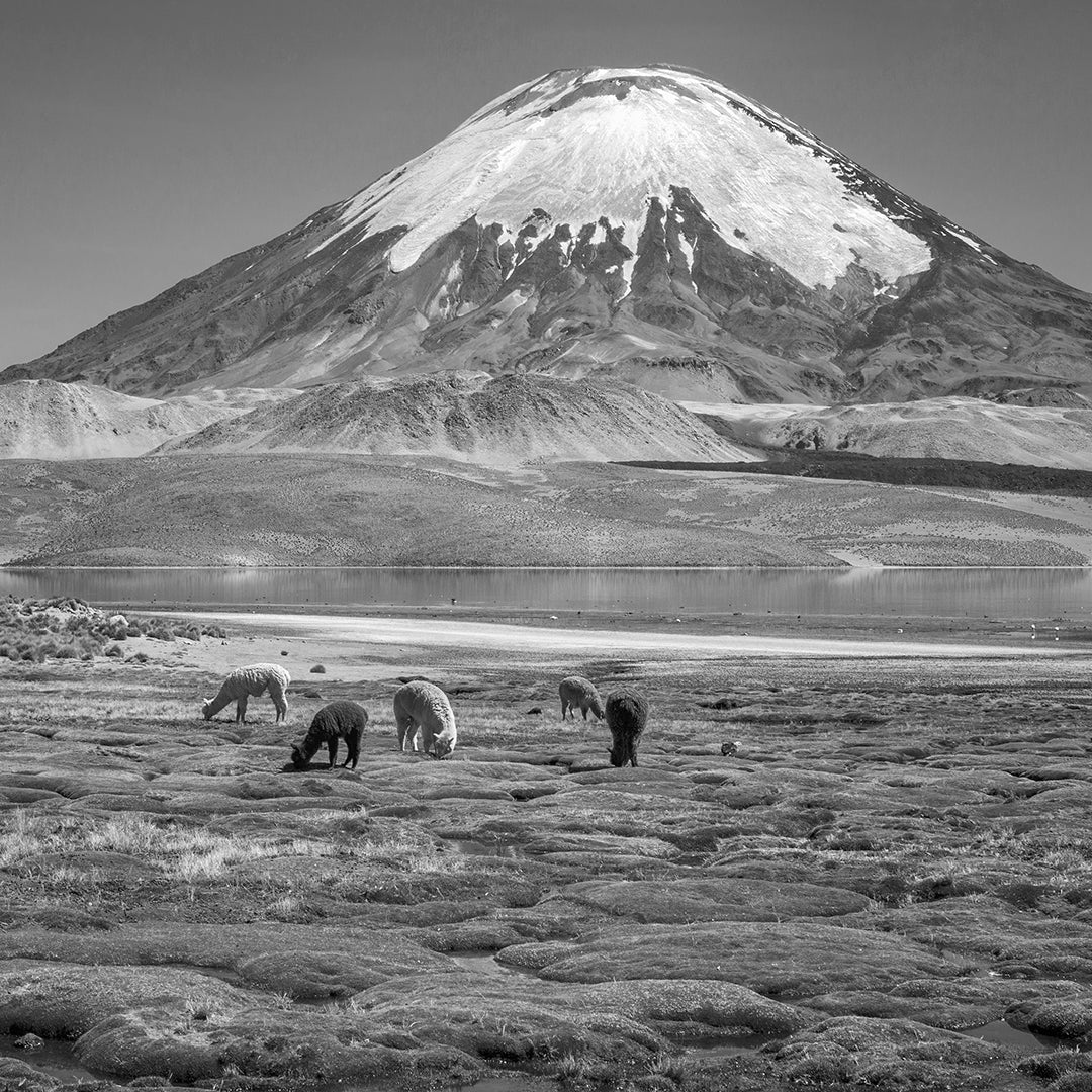 Image of the Andes Mountains and Peruvian alpacas in black and white.