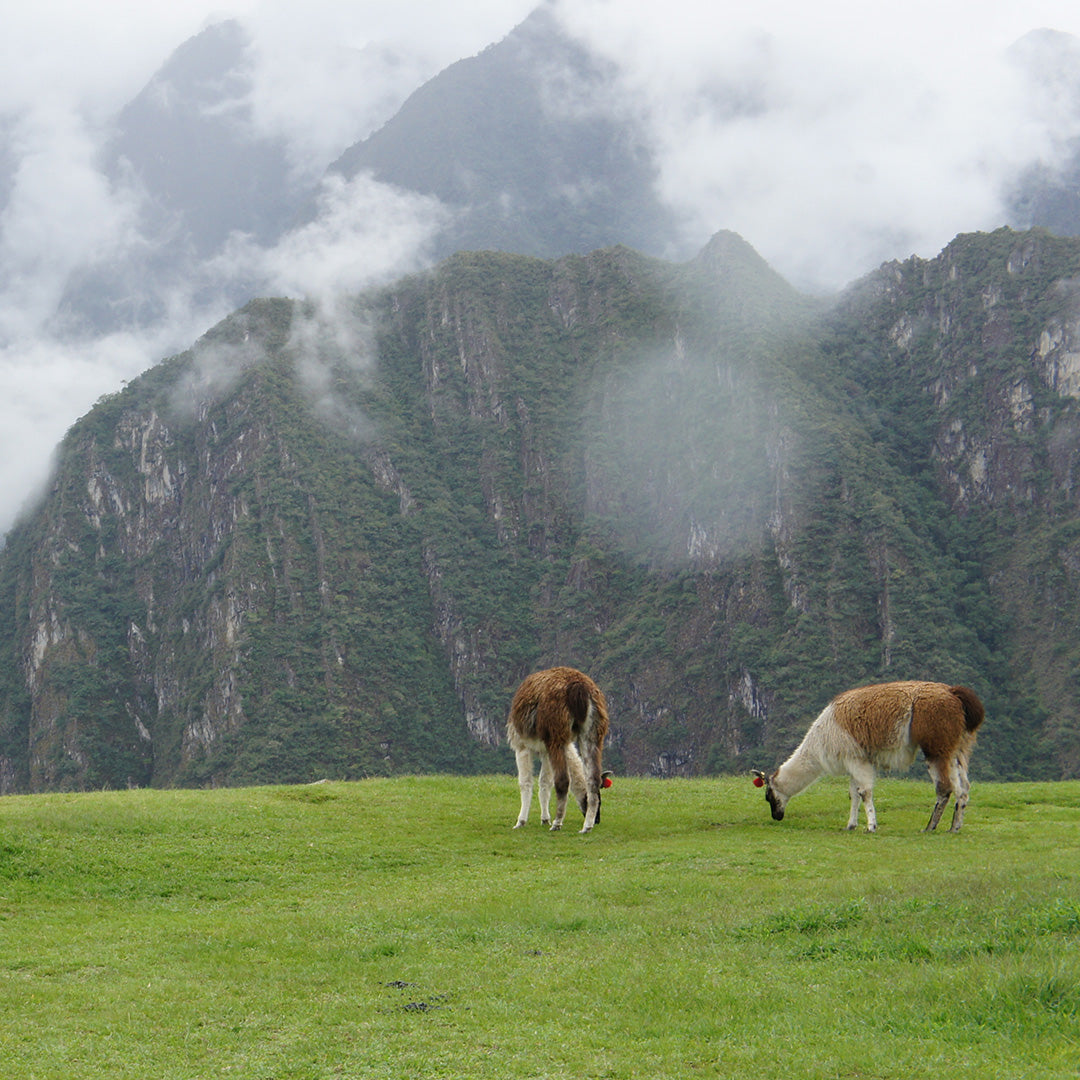 Alpaca animals on a field in front of a mountain in Peru.